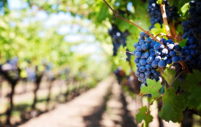 P4A172_Cantine_Riunite_Winemaker_pic1